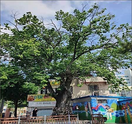 자람 환경 변형 사례1 (건축물 신축 등)
