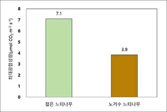 나무 나이에 따른 광합성량 비교