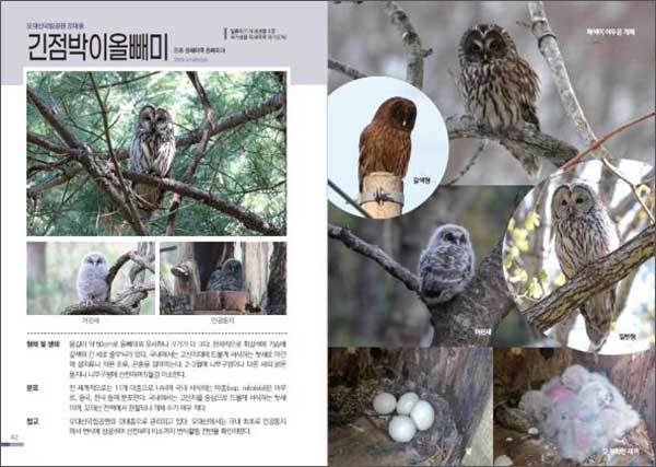《오대산국립공원 자연도감(Nature Guide to Odaesan National Park)》 긴점박이올빼미 내용