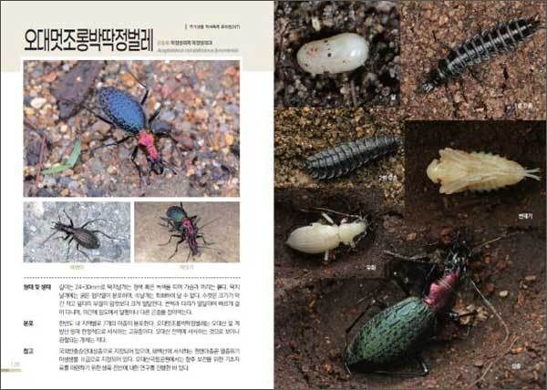 《오대산국립공원 자연도감(Nature Guide to Odaesan National Park)》 오대멋조롱박딱정벌레 내용