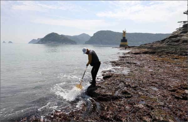 조사 사진 ‘미역 물주기’