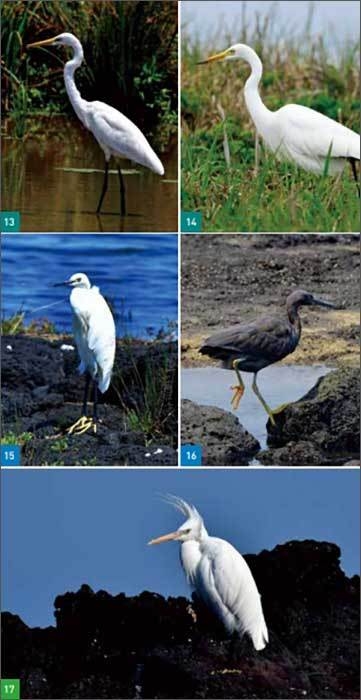 13. 중대백로, 14. 중백로, 15. 쇠백로, 16. 흑로, 17. 노랑부리백로 ©김기삼