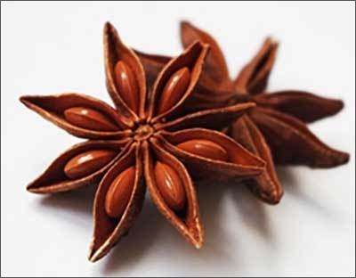 팔각회향(Illicium verum Hook. f.) 열매