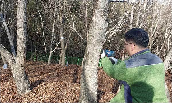 고로쇠 수액 출수공 작업