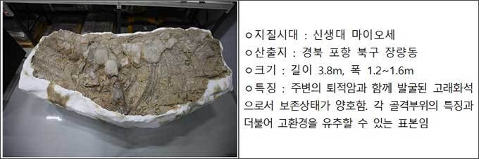 신생대 고래골격화석