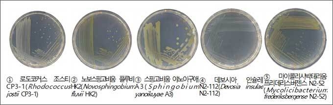 총유기탄소량(TOC) 저감 미생물 혼합균주 5종
