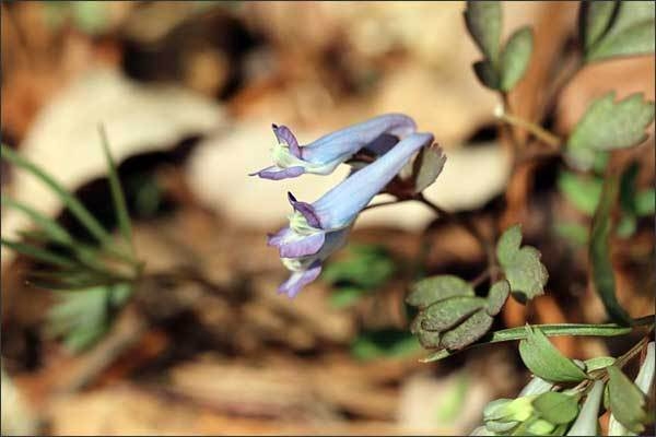 현호색 개화 사진(‘22.03.29, 소백산국립공원 삼가탐방로 일원)