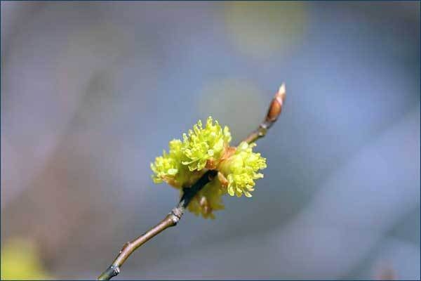 생강나무 개화 사진(‘22.03.29, 소백산국립공원 삼가탐방로 일원)