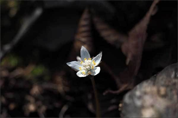 너도바람꽃 개화 사진(‘21.03.10, 소백산국립공원 삼가탐방로 일원)