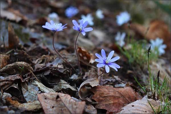 노루귀 개화 사진(‘22.04.02, 소백산국립공원 삼가탐방로 일원)