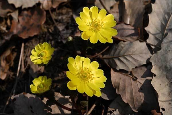 개복수초(‘23.02.17, 고흥 나로도)