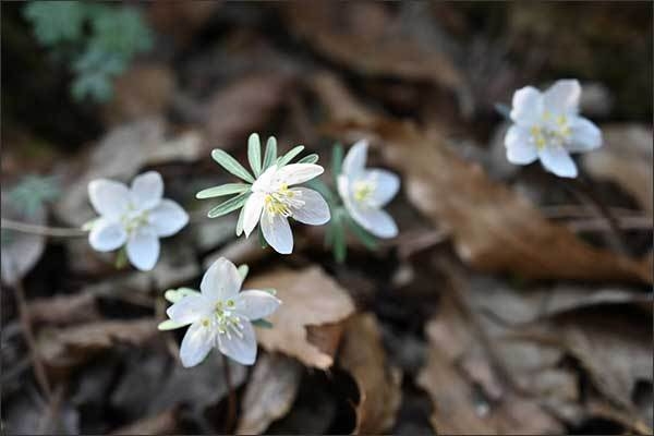 변산바람꽃(‘23.02.17, 고흥 나로도)