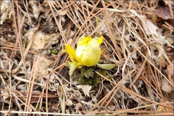 얼음새꽃 사진(‘23.02.19., 속리산국립공원 상고암)