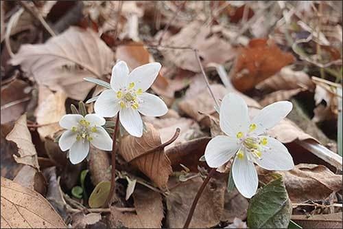 변산바람꽃(2023. 2. 15. 찍음)
