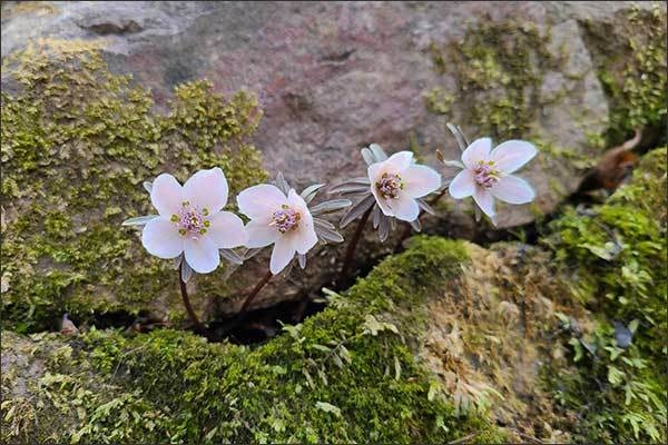 변산바람꽃 개화(‘23.2.18.)