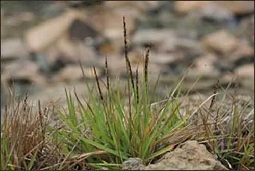 갯잔디(Zoysia sinica Hance)