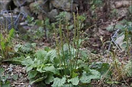 질경이(Plantago asiatica L.inne)