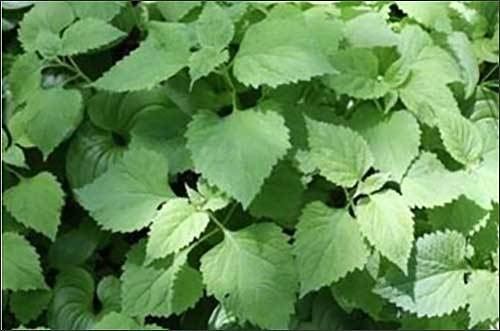 파리풀(Phryma leptostachya var. oblongifolia (Koidz.) Honda)