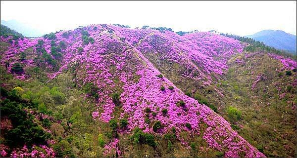 강화 고려산에 흐드러진 진달래 정경(고려산진달래축제 제공)