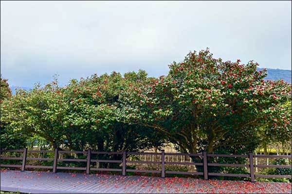 보길도 동백나무(‘23.03.23, 다도해해상국립공원 보길도)