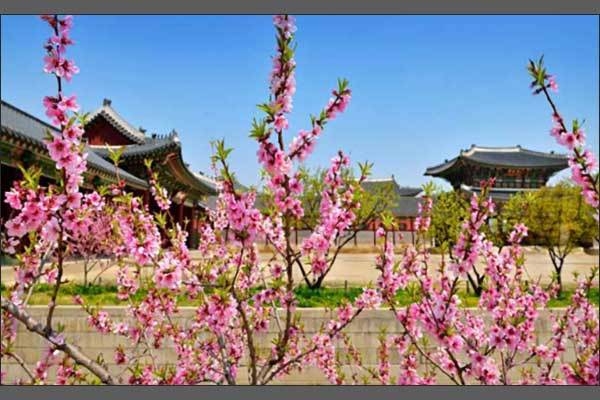 경복궁 흥례문 전경(봄)