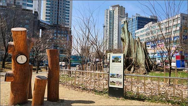 밑동만 남은 영통 느티나무와 부러진 가지로 만든 조형물이 설치된 현재의 모습.