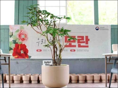 모란 심기