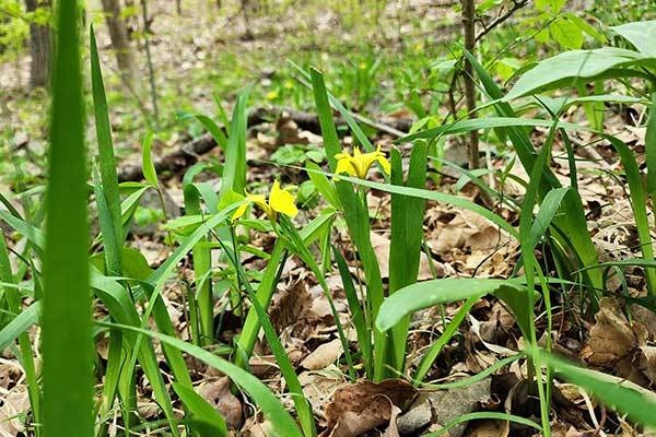 활짝 핀 '노랑붓꽃(Iris koreana Nakai)'