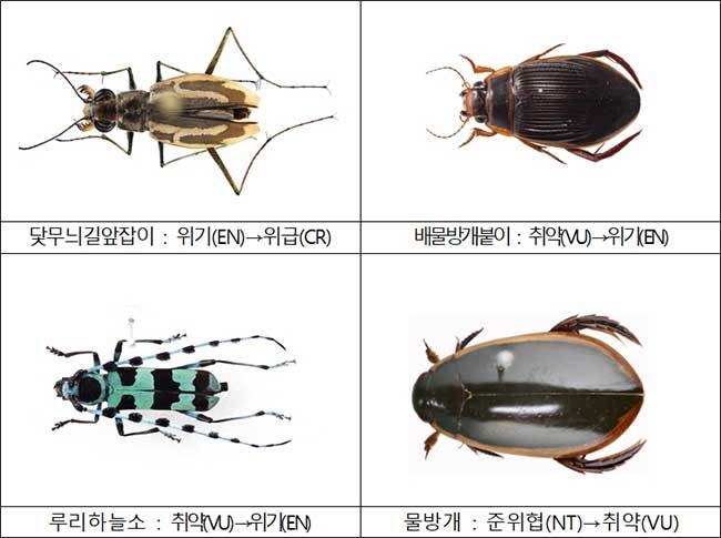 멸종 위험도가 높아진 “상향” 평가종