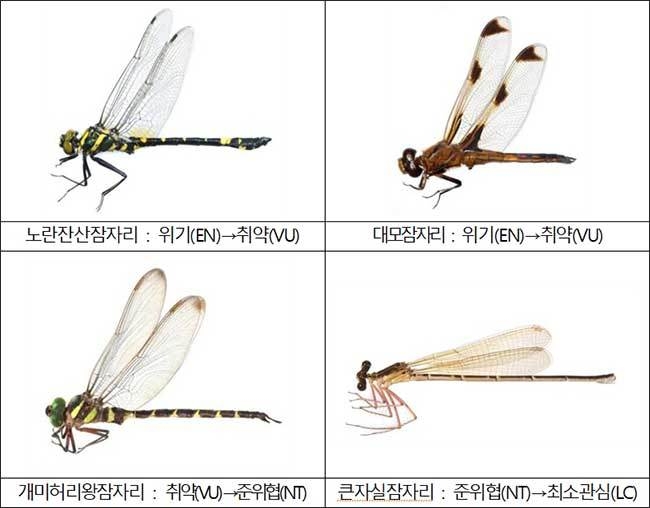 절멸 위험도가 낮아진 “하향” 평가종