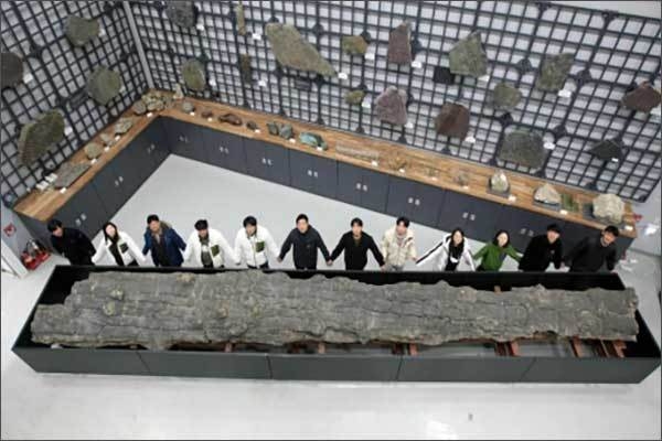 천연기념물센터 지질수장고에 보관중인 천연기념물 포항 금광리 신생대 나무화석