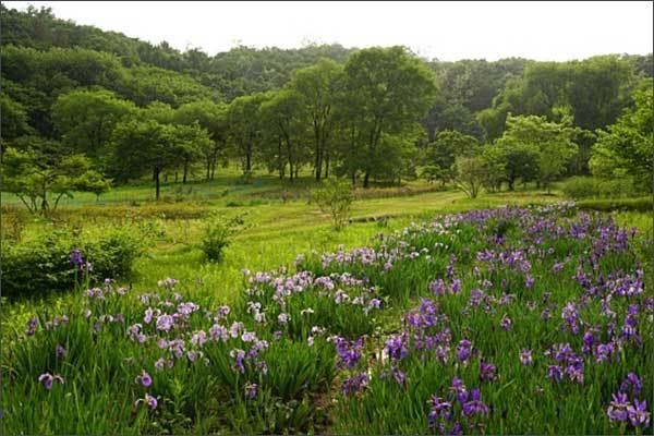 구리 동구릉