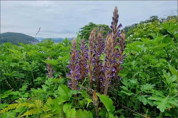 백양더부살이