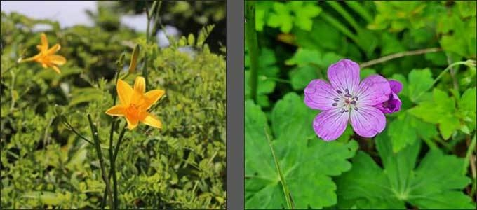 노고단 일원 무리지어 피어난 백운산원추리(왼쪽), 노고단 정상부에서 쉽게 만날 수 있는 둥근이질풀