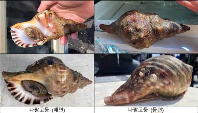 나팔고둥 종 정보