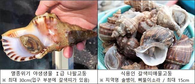 나팔고둥과 주요 식용고둥 견줌