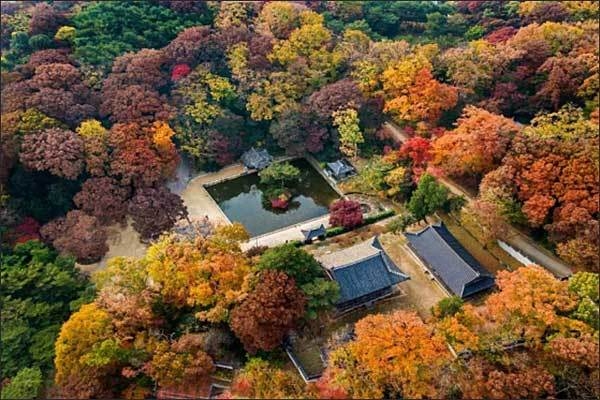 창덕궁 후원 주합루 숲길 전경