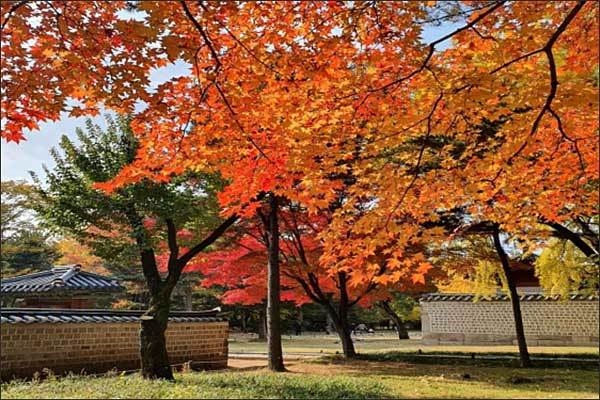 종묘 산책로 전경