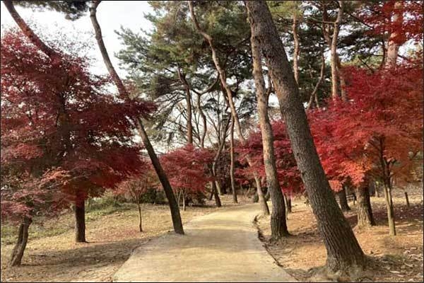 고양 서오릉 산책로 전경