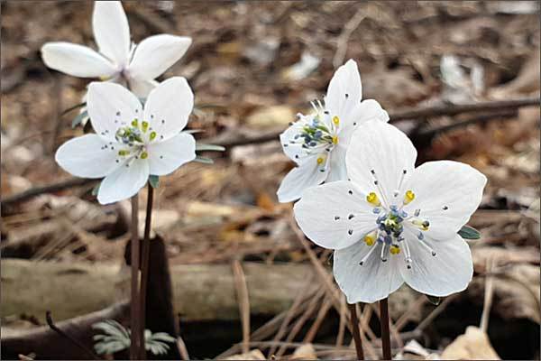 변산바람꽃 군락지