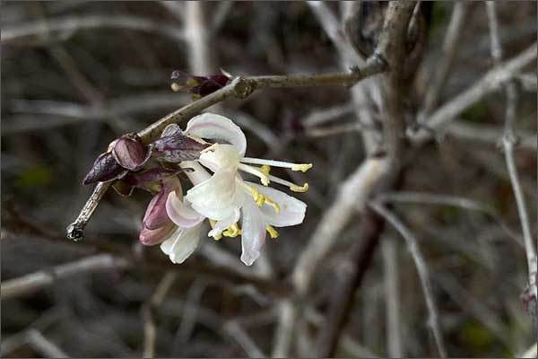 꽃 핀 길마가지나무(Lonicera harai Makino)
