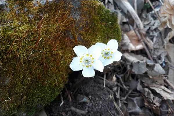 꽃 핀 변산바람꽃(Eranthis byunsanensis B.-Y. Sun)