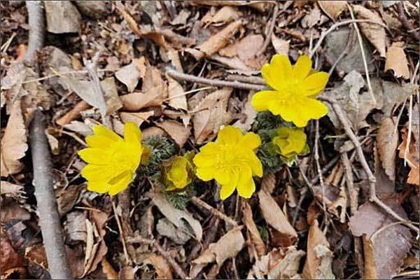 꽃 핀 개복수초(Adonis pseudoamurensis W.T.Wang)