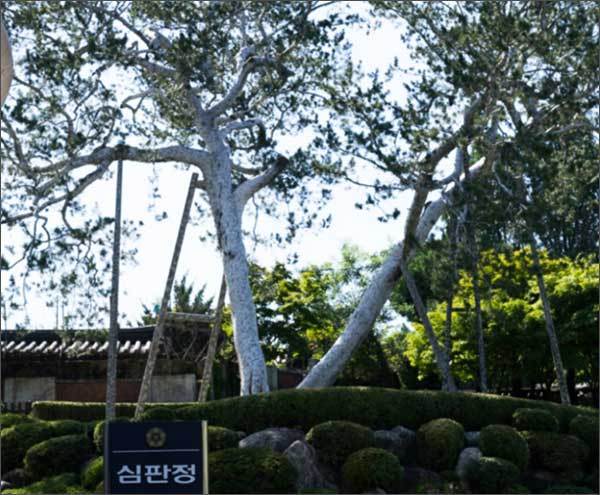 헌법재판소의 백송