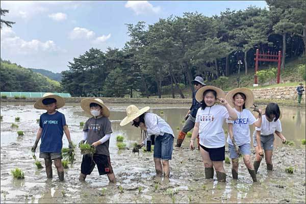 ‘묘소 위토 모내기’ 중인 제5기 현충사 지킴이들(‘23.5.)