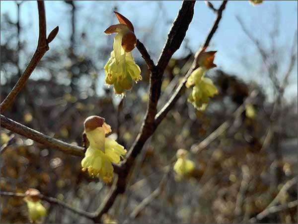 지리산국립공원 깃대종 히어리꽃 피기 시작