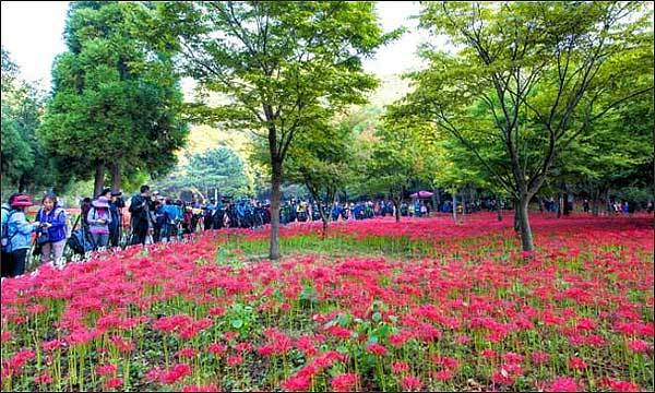 불갑산 상사화 군락지(상사화 축제)