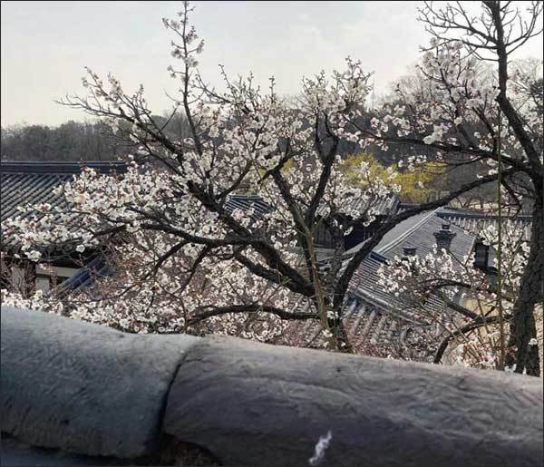 봄을 품은 낙선재_봄 풍경(2023.