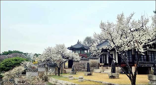 봄을 품은 낙선재(2023.3