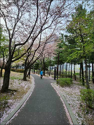떨어지는 벚꽃을 맞으며 쓸쓸히 걷는 한 남성의 뒷모습
